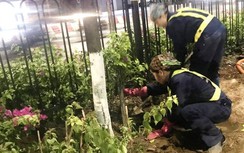 Hà Nội: Công nhân trồng hoa giữa đêm để... trốn nắng nóng