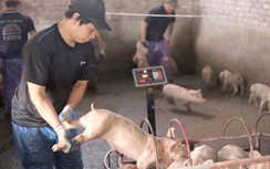 Dịch tả giết 3,3 triệu lợn, nhiều nơi hết tiền hỗ trợ dân