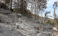 Biển lửa thiêu rụi hơn 100 héc-ta rừng tràm ở Quảng Nam