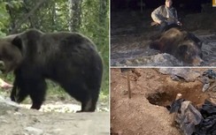 Gấu đói bới mộ, tha mất xác người quá cố ở Nga