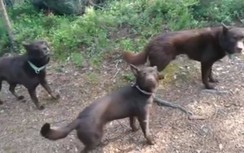 Gần 1 triệu người háo hức xem đoạn video 3 chú chó đen "đóng băng"