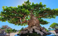 Cận cảnh "đại lão ngâu" bonsai khách đòi mua tiền tỷ, chủ vườn không bán