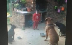 Hơn 2,2 triệu lượt người xem clip cậu bé lên 3 điều khiển 3 chú chó