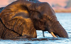 Vô số cá thể voi châu Phi có cơ hội được cứu