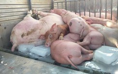 Bị "sờ gáy", xe tải nghi chở lợn nhiễm dịch tả châu Phi tìm cách chạy trốn