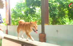 Tranh cãi chó Shiba thành diễn viên chính của phim "Cậu Vàng"