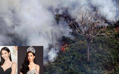 Cháy rừng Amazon: Hoàng Thuỳ, Tiểu Vy và nhiều sao Việt lên tiếng
