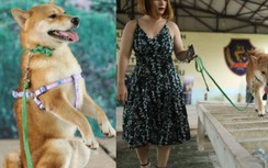 Sao cứ tranh cãi chó Nhật vai "cậu Vàng" mà quên mất "lão Hạc"?