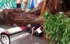 Hà Nội: Xác định danh tính thanh niên trú mưa bị cây đổ tử vong