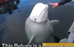 Na Uy vẫn chưa giải mã được nguồn gốc chú cá voi Beluga "điệp viên Nga"