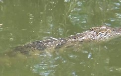 Người đăng tin “cá sấu lớn nổi đầu trên sông” ở Cà Mau sẽ bị xử lý?