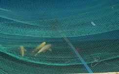 Cá Koi Nhật Bản thả thí điểm trên sông Tô Lịch chết do bị đầu độc?