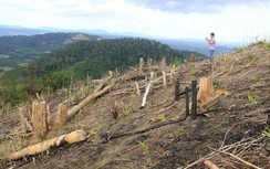 Gia Lai: Khởi tố nguyên trưởng ban Quản lý rừng phòng hộ vì để mất rừng