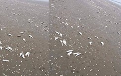 Hé lộ nguyên nhân hàng tấn cá chết nổi dọc biển Hà Tĩnh?