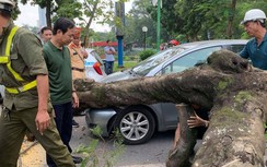 Hà Nội: Cây xanh bất ngờ bật gốc, đổ đè vào ô tô trên đường Thanh Niên