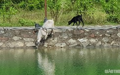 Trâu đằm suối, bò, dê uống nước kênh dẫn vào nhà máy nước sạch sông Đà