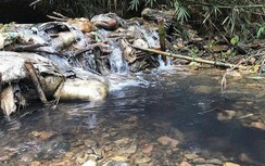 Bí ẩn chủ mưu thực sự đổ dầu thải làm ô nhiễm nước Sông Đà