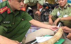 Ai là chủ nhân lô ngà voi vừa bị bắt tại Bình Định?
