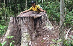 Gia Lai: Bắt giám đốc công ty chứa gỗ lậu