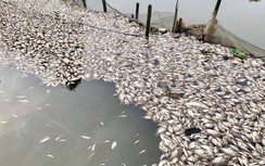 Ninh Bình: Cá chết hàng loạt trên sông Chanh nghi nhiễm độc xả thải