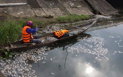Cá chết nổi trắng mặt hồ ở Quảng Trị