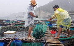 Video: Bất chấp mưa gió, người dân Phú Yên đưa cá tôm đi "chạy" bão
