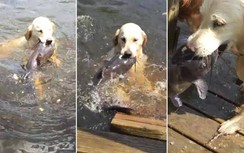 Video chó Labrador bắt cá trê khổng lồ thu hút hơn 3 triệu lượt xem