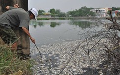 Cá chết nổi trắng mặt hồ ở Quảng Trị do thiếu ôxy?