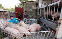 Thịt lợn bị đẩy giá cao, người nuôi "găm hàng" không muốn bán