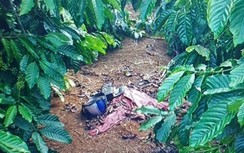 Bắt nghi can sát hại người phụ nữ, chôn thi thể trong rẫy cà phê ở Lâm Đồng