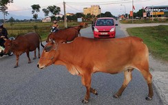 Hà Tĩnh: Trâu bò thả rông vẫn tràn lan trên đường