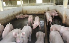 Cần Thơ chi gần trăm tỷ hỗ trợ thiệt hại dịch tả lợn châu Phi