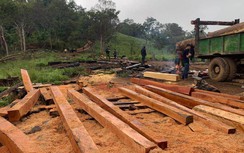 Triệt phá bãi tập kết gỗ lậu lớn giữa rừng giáp ranh Đắk Lắk và Khánh Hòa