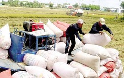 Giá gạo xuất khẩu tụt dốc báo động