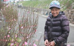 Sắc hồng đào Nhật Tân “gọi” Tết về phố