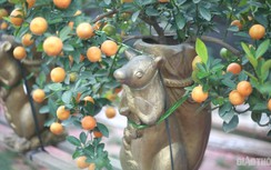 Độc đáo chuột vàng “cõng” quất bonsai giá tiền triệu