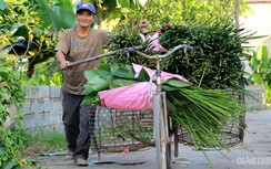 Hà Nội: Thủ phủ lá dong vào vụ Tết, người trồng thu bạc triệu mỗi ngày