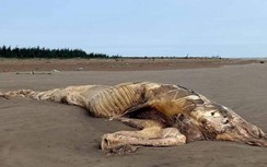Xử lý xác cá voi nặng hơn 10 tấn trôi dạt vào bờ biển Ninh Bình