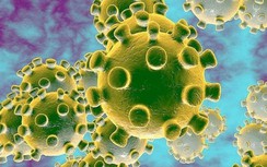 Australia nuôi cấy được chủng virus Corona mới bên ngoài Trung Quốc