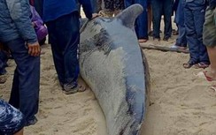 Cá Ông Chuông nặng 500kg mắc cạn ở bờ biển Quảng Ngãi