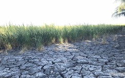 Chùm ảnh: Ruộng nứt toác, đường sụp lún vì hạn mặn kỷ lục ở ĐBSCL