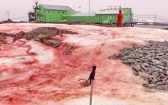 Xuất hiện băng tuyết có màu đỏ kỳ dị ở châu Nam Cực