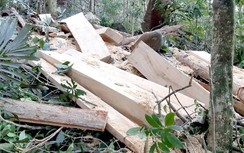 Gia Lai: Lâm tặc chặt phá tan hoang rừng đầu nguồn