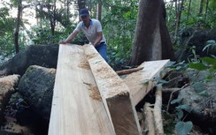Vụ phá rừng đầu nguồn ở Gia Lai: Lập tổ chốt chặn cửa rừng