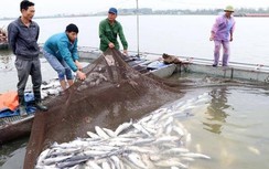 Hải Dương: Cá chết trắng góc sông do ô nhiễm nước, dân thiệt hại tiền tỉ