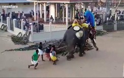 Kinh hoàng voi điên phá tan lễ hội, hàng chục quản tượng túm đuôi kéo lại