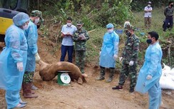 Sơn La liên tiếp bắt giữ 3 vụ nhập lợn trái phép qua đường biên giới