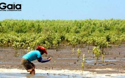 Chủ tịch tỉnh Cà Mau chỉ đạo xác minh vụ tự ý vận động tiền trồng rừng