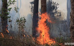 Xót xa rừng thông ba lá dọc quốc lộ 28 trơ trụi, khô cháy vì bị "đầu độc"
