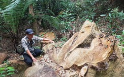 Vụ phá rừng ở Kông Chro: Phát hiện thêm hàng chục cây gỗ lớn bị đốn hạ